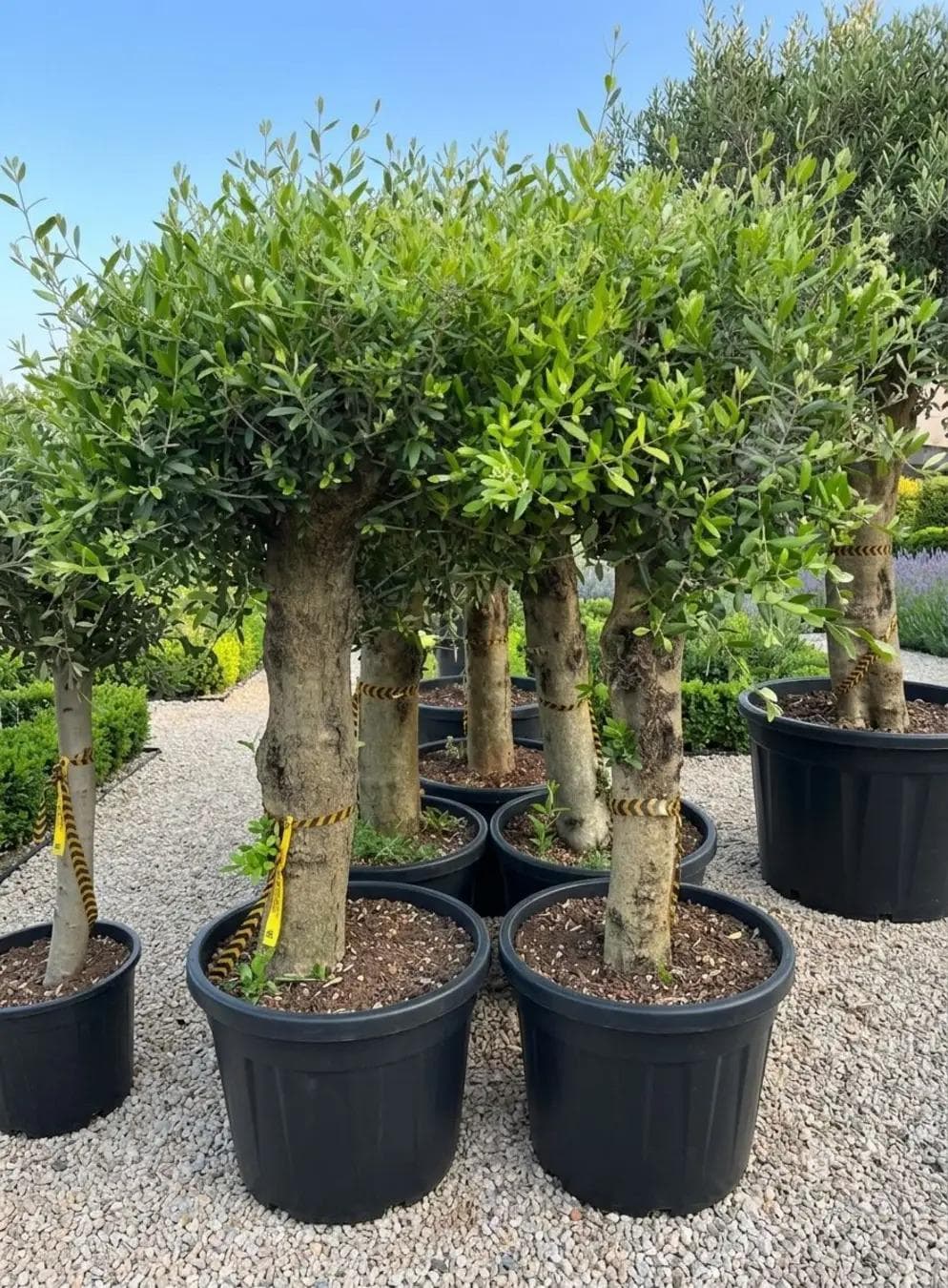 Arbequina
