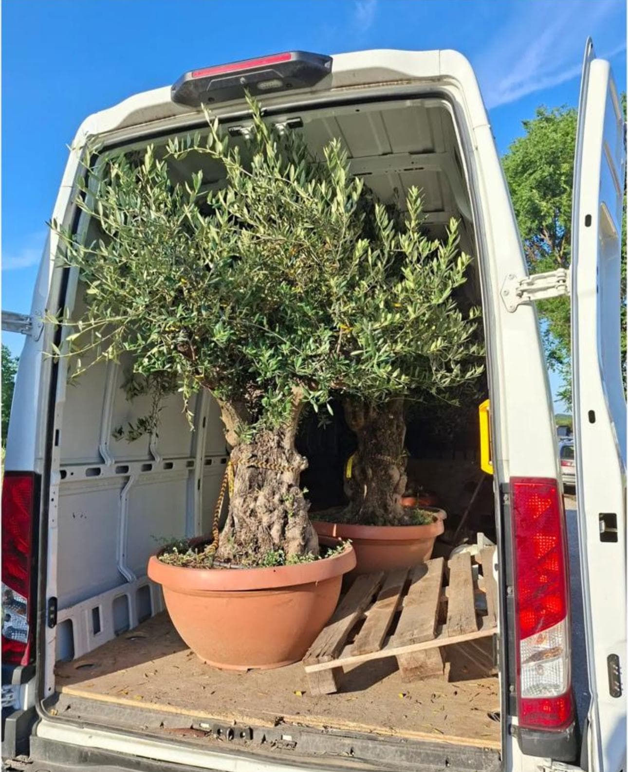 Olea Europaea Pata