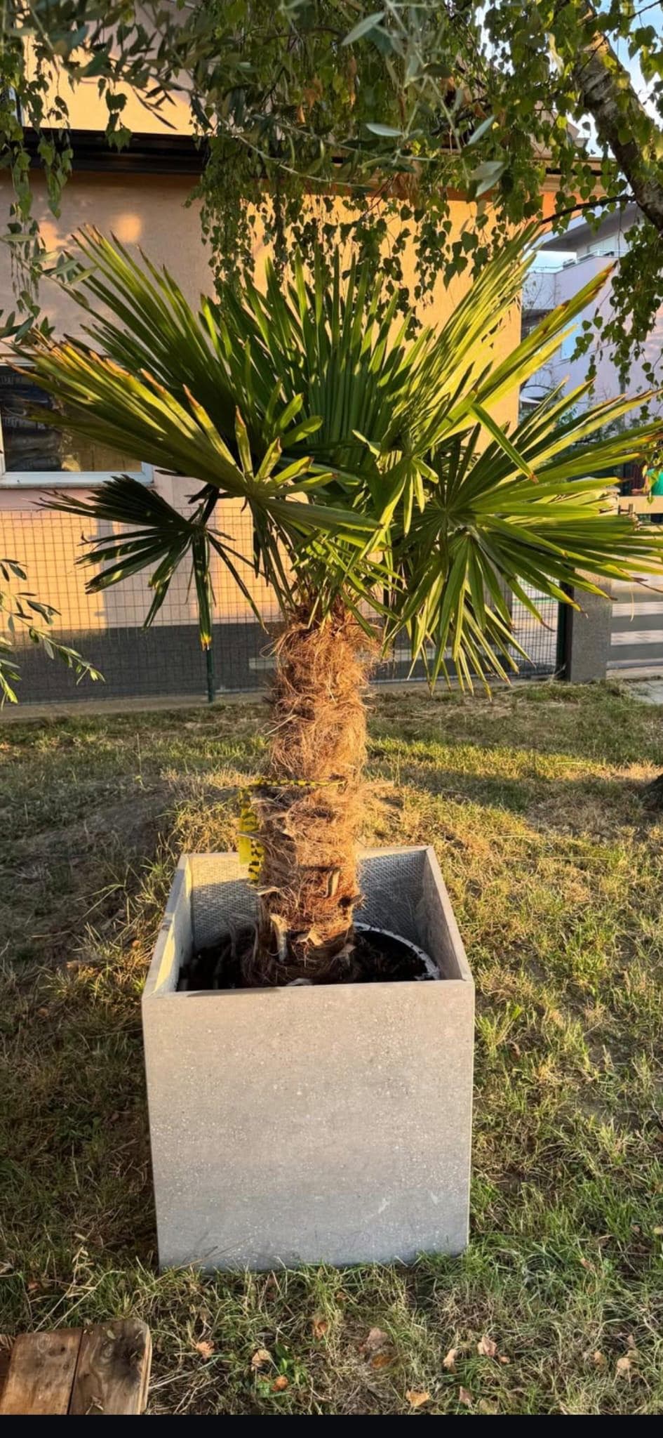 Arbequina